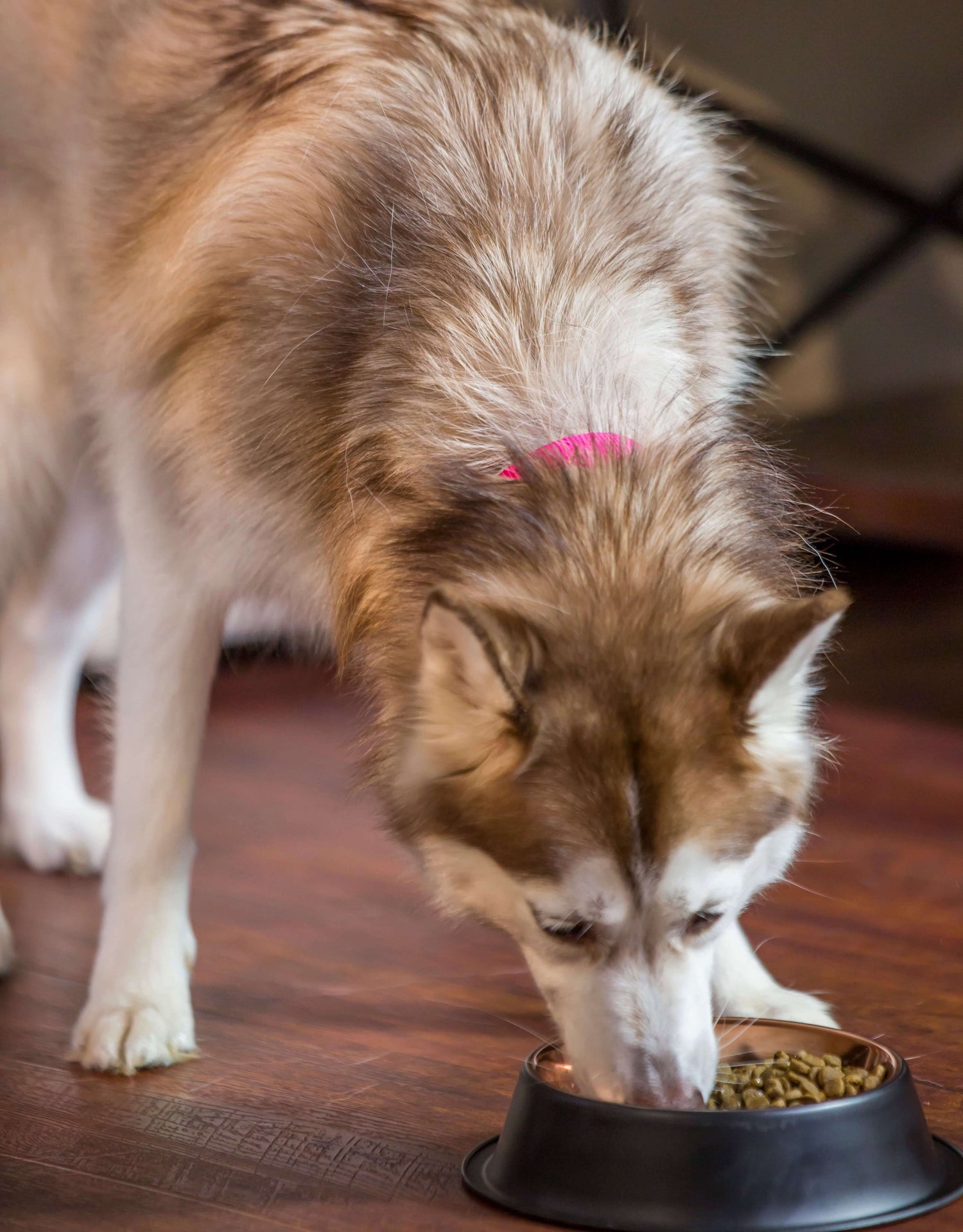 white and brown husky dog eating dog food out of a bowl