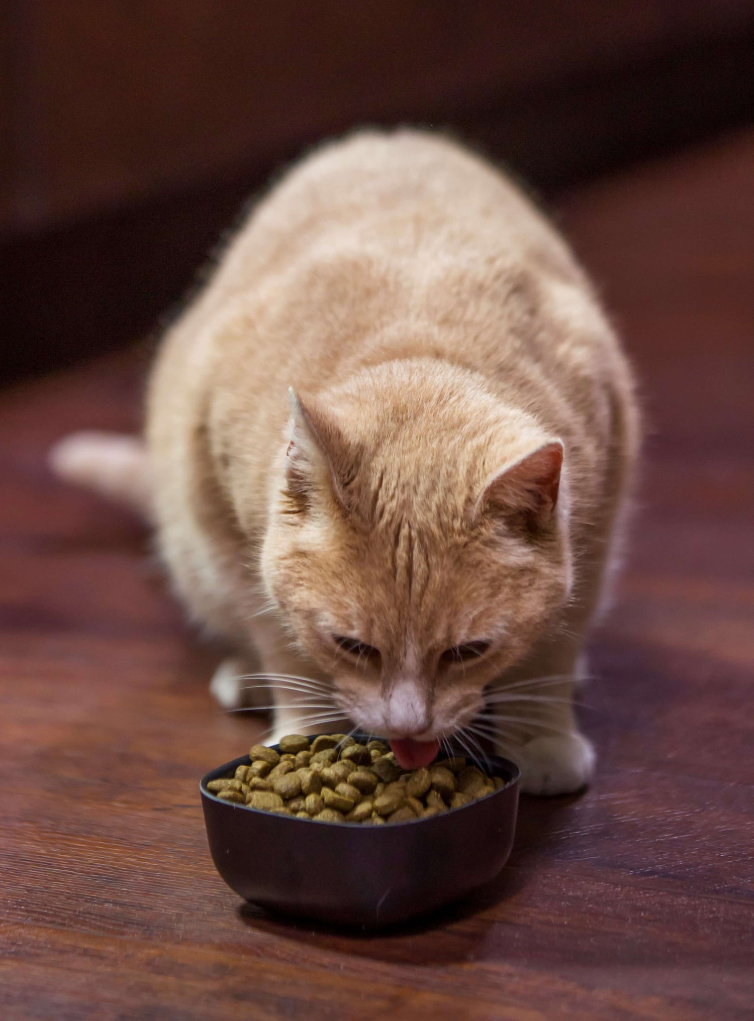 light orange cat eating dry cat food