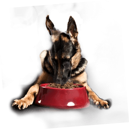 Dog laying down eating food from bowl