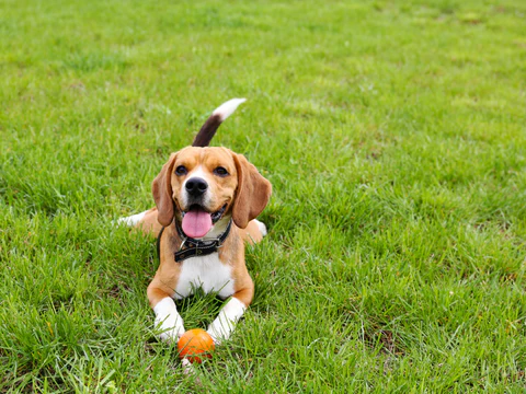 Dog laying in a field