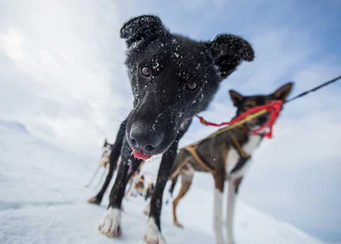 sled dogs ready to mush