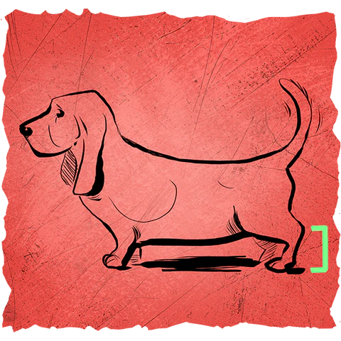 drawing of a basset hound dog