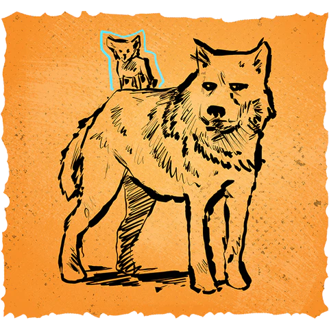 evolution of dog from wolf