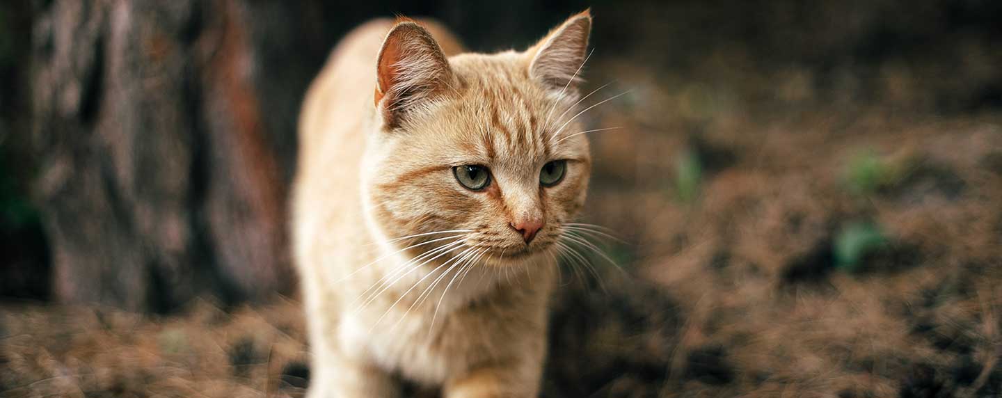 Ginger cat image