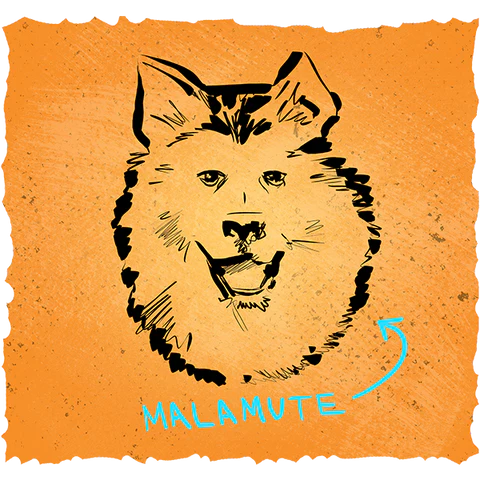 malamute dog