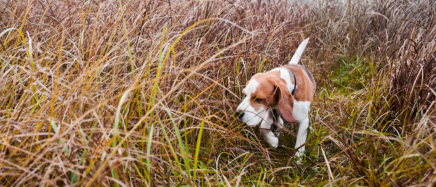 dog sniffing around in field 