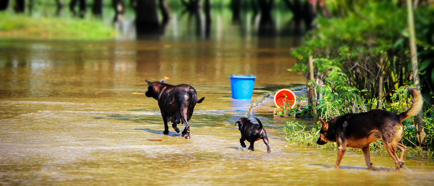A dog outside by a flood