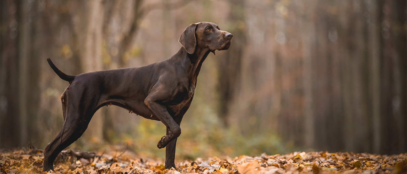 A hunting dog in a field.