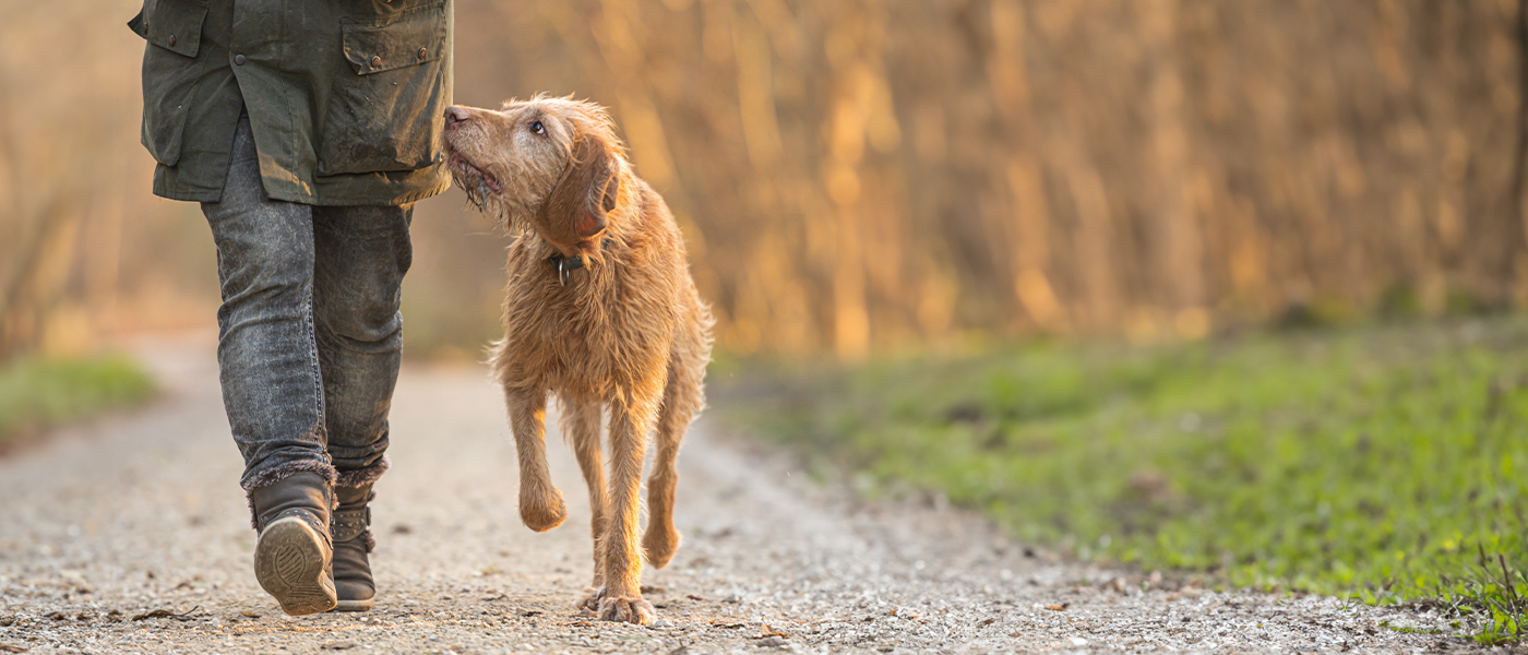 A dog with its owner in the forest