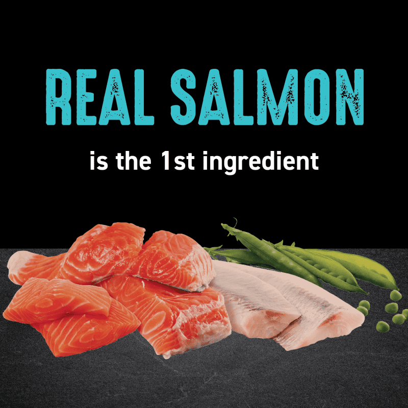Dry Cat Salmon & Ocean Fish image 1